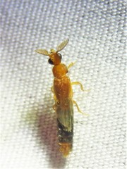 Distremocephalus texanus