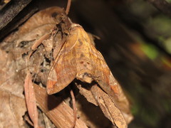 Macroglossum prometheus