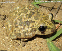 Pelobates syriacus