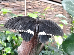 Papilio
