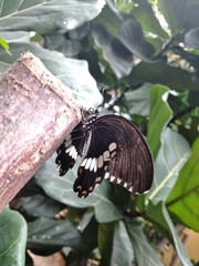 Papilio