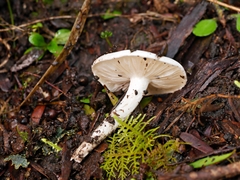 Hygrocybe leucogloea