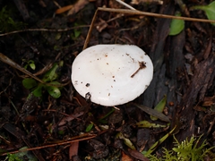 Hygrocybe leucogloea