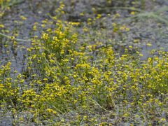 Ranunculus gmelinii