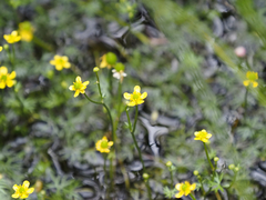 Ranunculus gmelinii