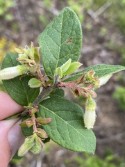 Vaccinium hirsutum