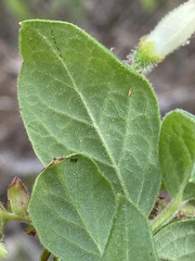 Vaccinium hirsutum