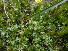 Ranunculus gmelinii