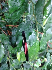 Heliconius erato