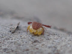 Wyochernes asiaticus