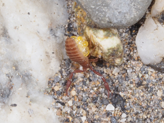 Wyochernes asiaticus