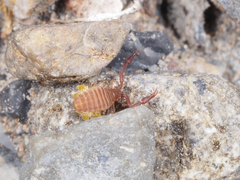 Wyochernes asiaticus