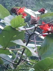 Erythrina breviflora
