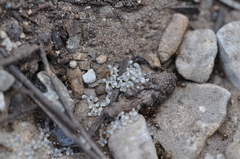Lasius pallitarsis