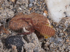 Wyochernes asiaticus