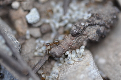 Lasius pallitarsis