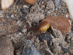 Wyochernes asiaticus