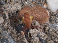 Wyochernes asiaticus