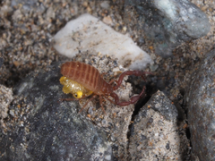 Wyochernes asiaticus