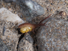 Wyochernes asiaticus