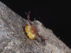 Wyochernes asiaticus