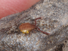 Wyochernes asiaticus