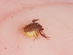 Wyochernes asiaticus