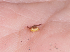 Wyochernes asiaticus