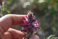 Pedicularis sudetica interior