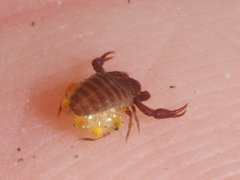 Wyochernes asiaticus