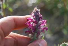 Pedicularis sudetica interior
