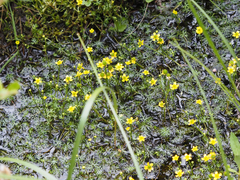 Ranunculus gmelinii