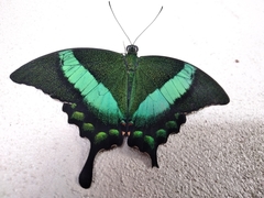 Papilio palinurus