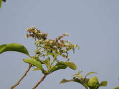 Ehretia laevis