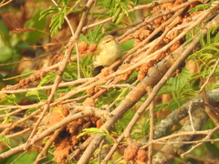 Phylloscopus trochiloides