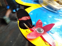 Heliconius erato