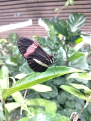 Heliconius erato