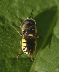 Stratiomys maculosa