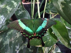 Papilio palinurus