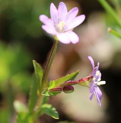 Epilobium alsinifolium