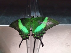 Papilio palinurus