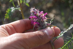 Pedicularis sudetica interior