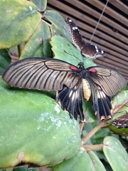 Papilio lowii