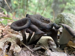 Craterellus cornucopioides