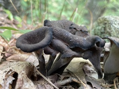 Craterellus cornucopioides