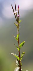 Epilobium alsinifolium