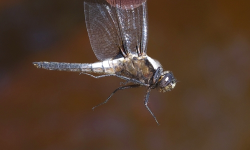 Chalk-fronted Corporal