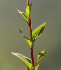 Epilobium alsinifolium