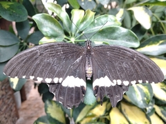 Papilio