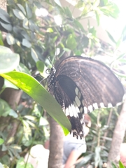 Papilio
